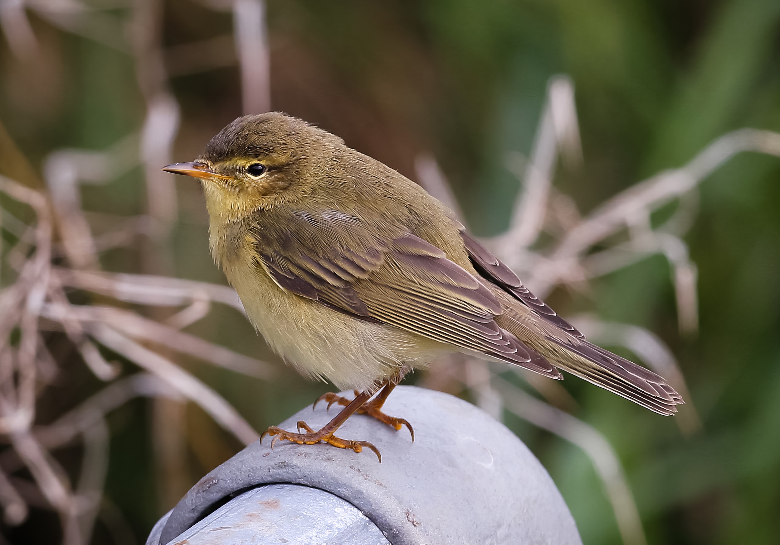 Willow Warbler 070910 DonnaNook JRClarkson topaz enhance