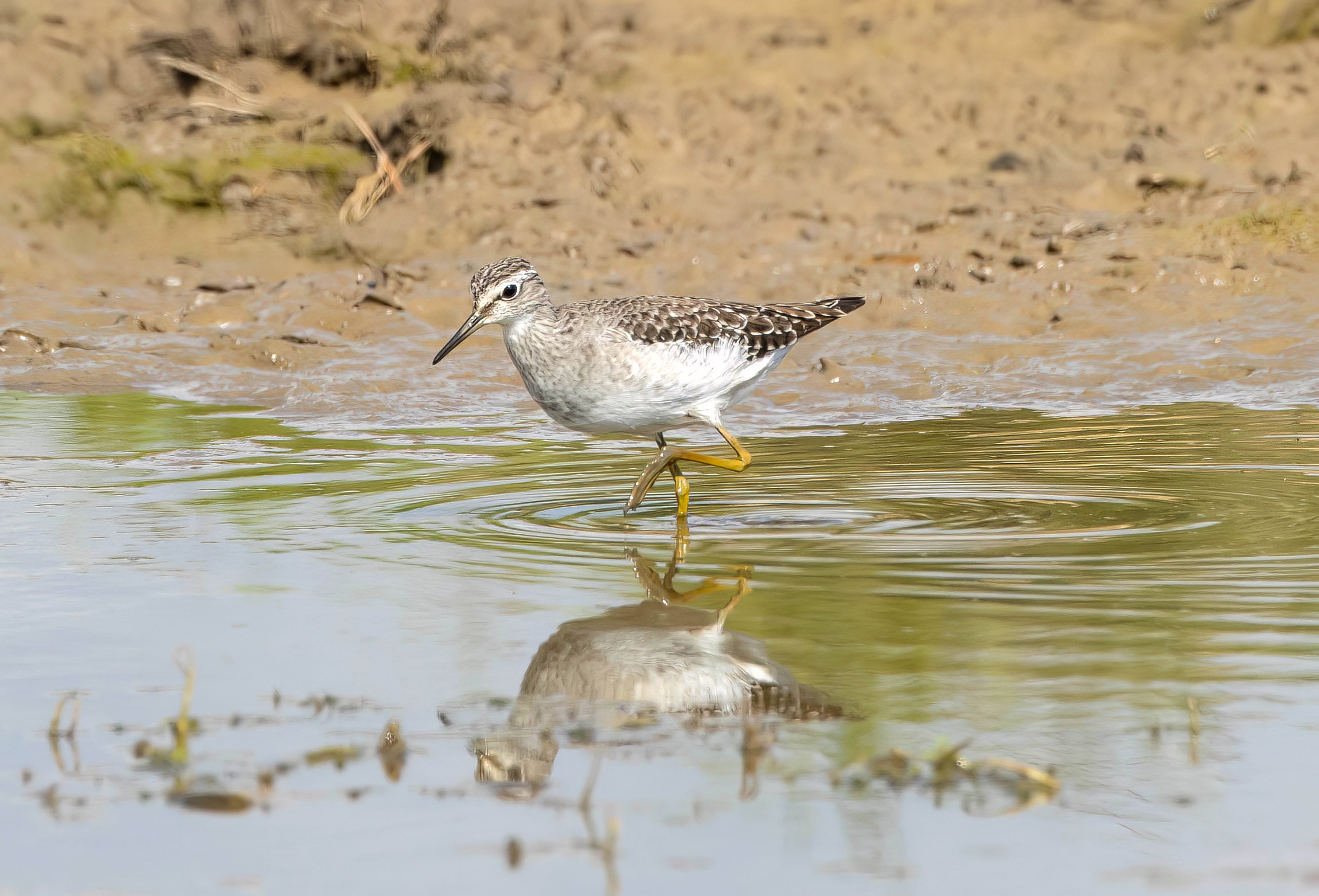 WoodSandpiper 020917 Frampton MJohnson topaz denoise