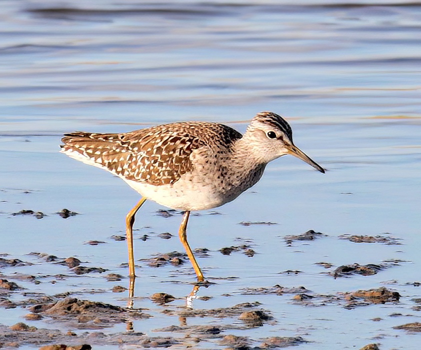 WoodSandpiper 120510 Alkborough SKSpavin topaz denoise