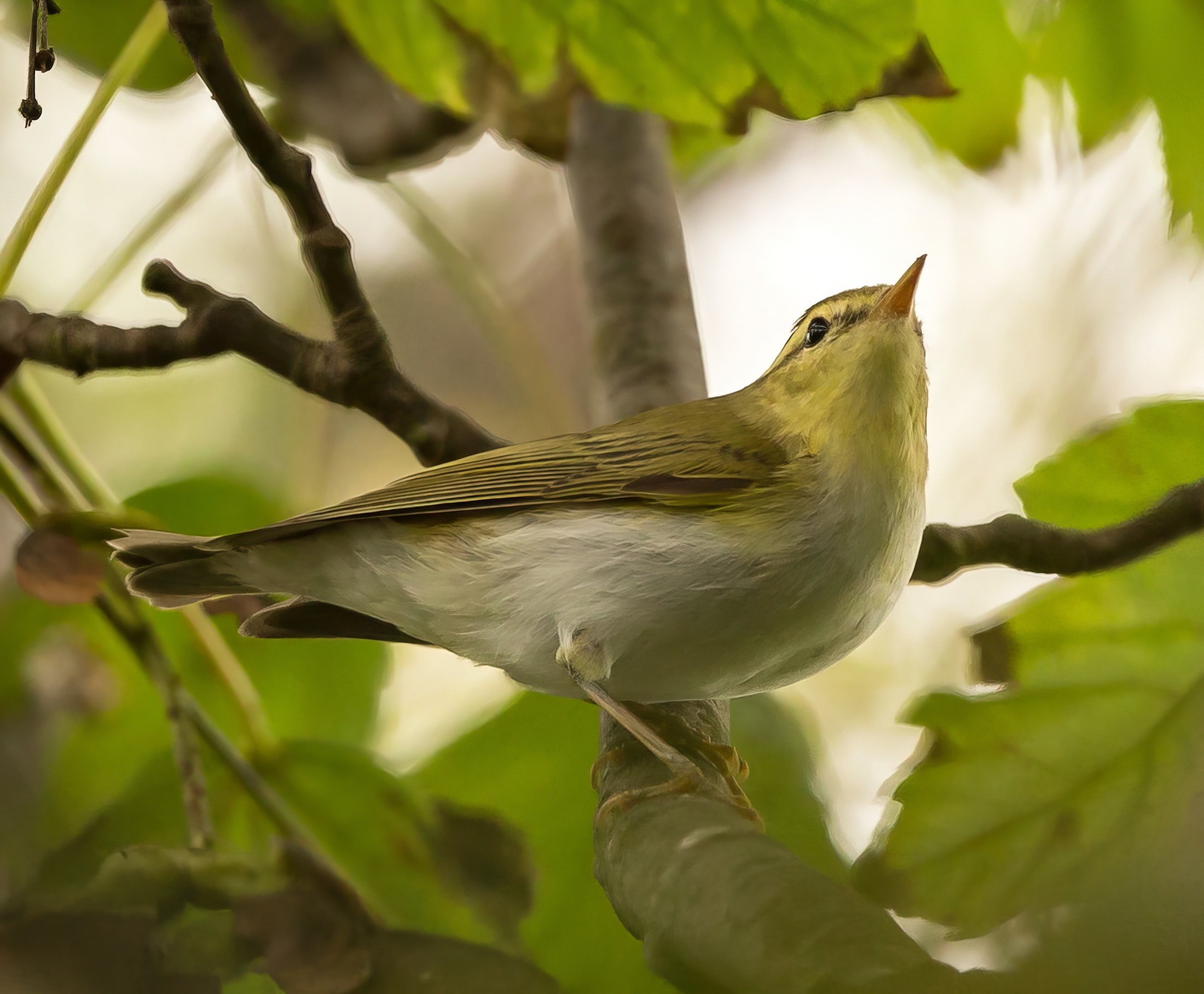 WoodWarbler 210914 SeaView Saltfleetby BMClarkson topaz enhance