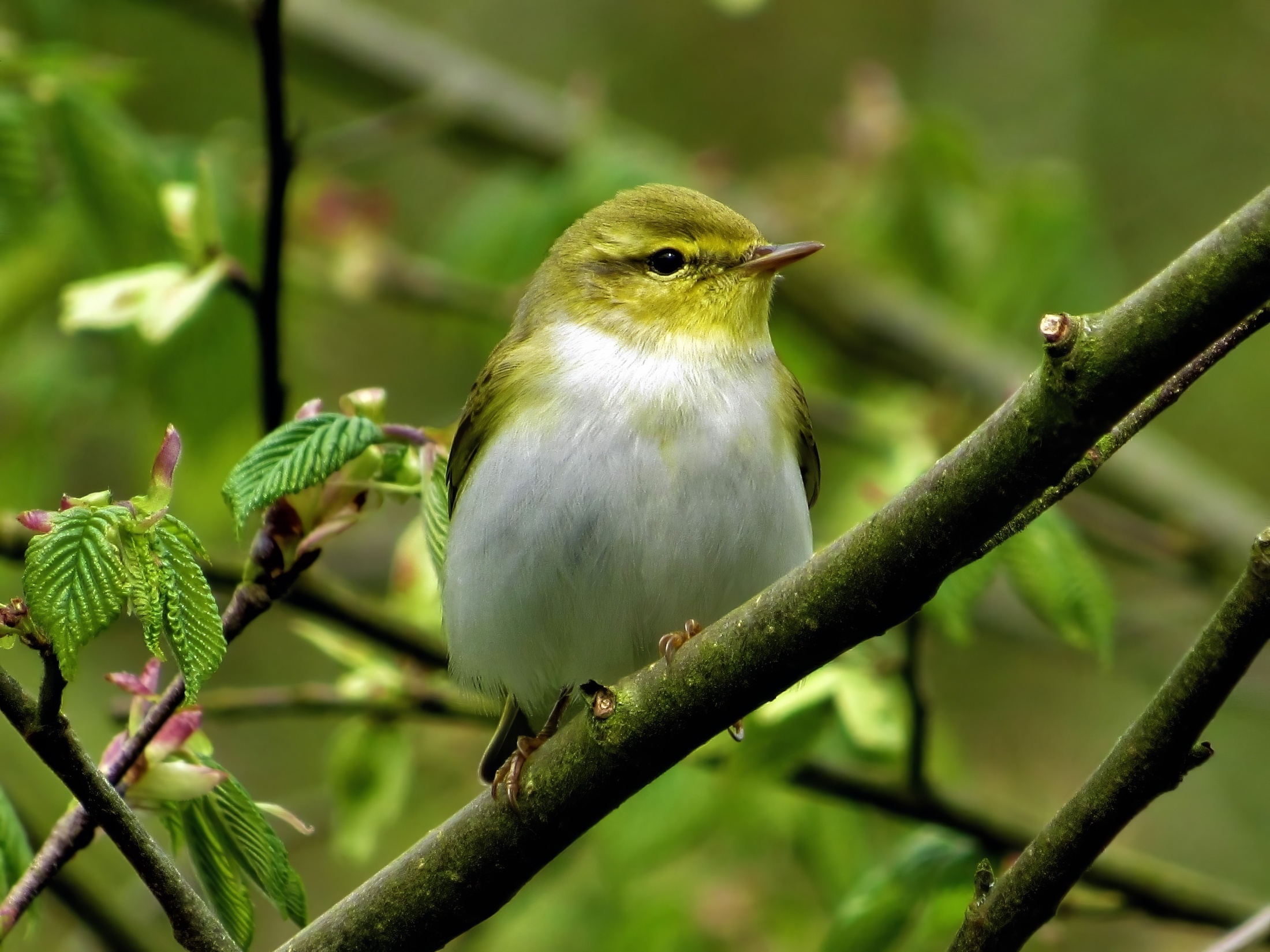 Wood Warbler 300418 GibPoint BenWard topaz enhance