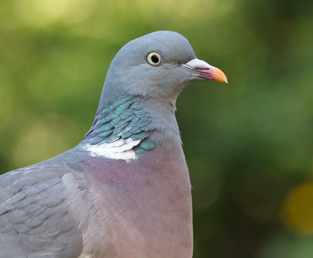 Wood pigeon 3 ns