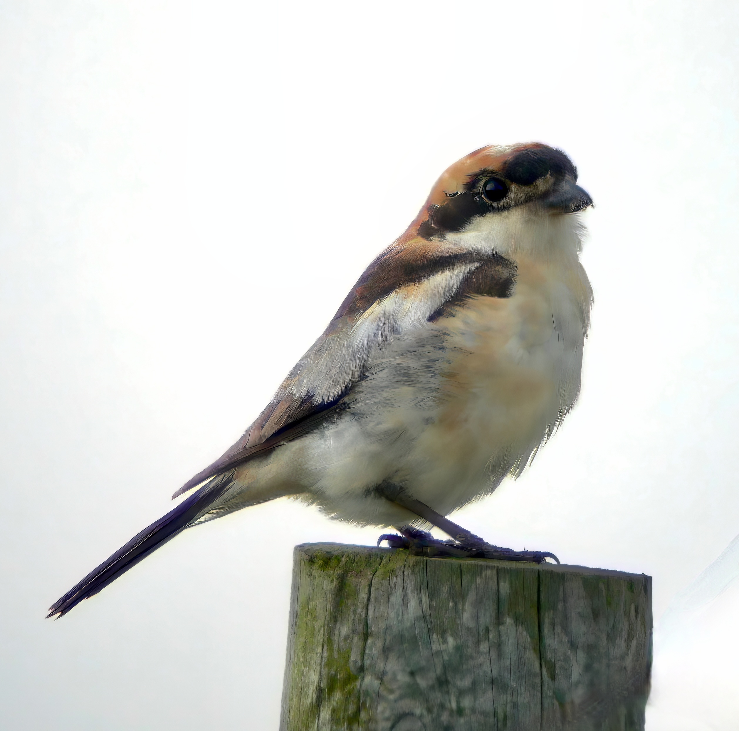 WoodchatShrike2 220806 Wainfleet RussHayes topaz denoise sharpen