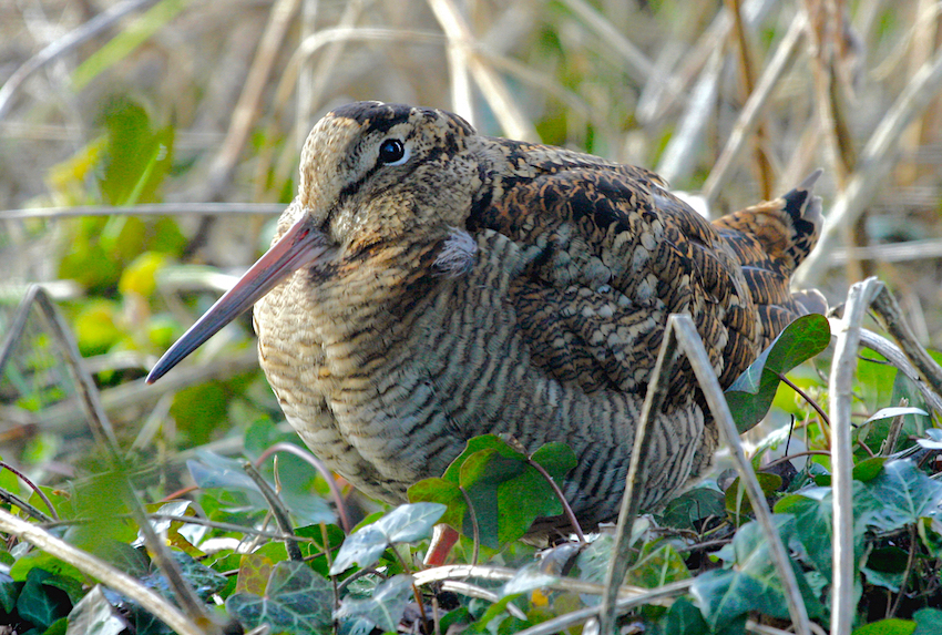 Woodcock 200210 Whaplode NeilSmith