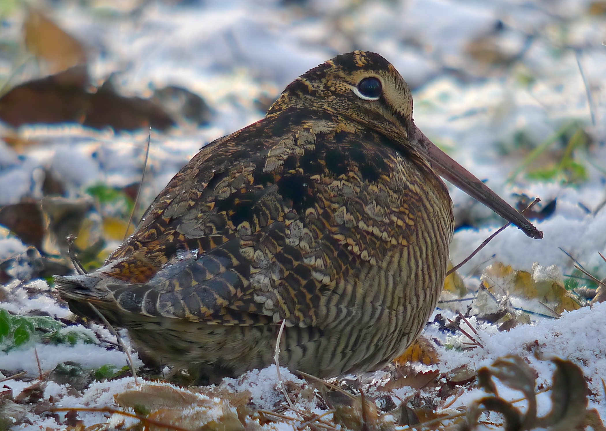 Woodcock 261210 GibPoint RussHayes topaz enhance