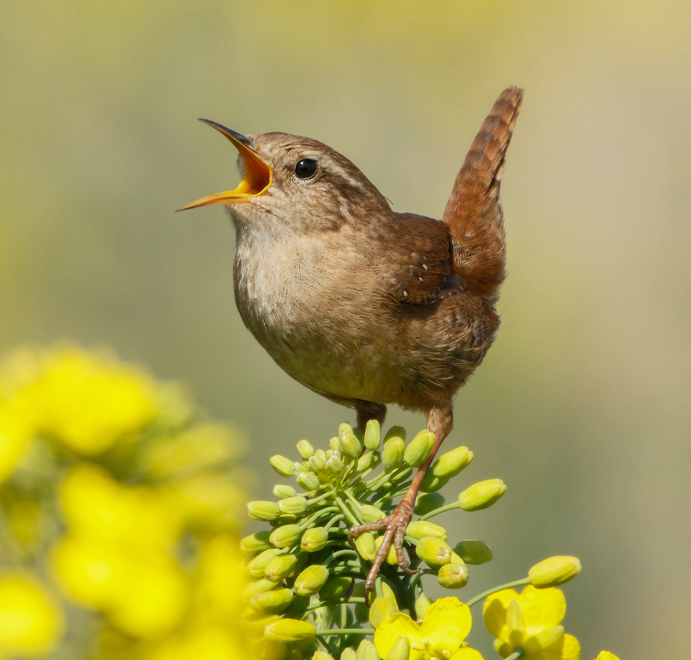 Wren 070420 NorthSomercotes MarkJohnson