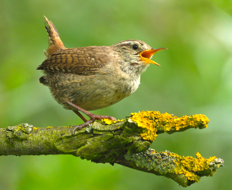 Wren June2009 Whaplode NeilSmith