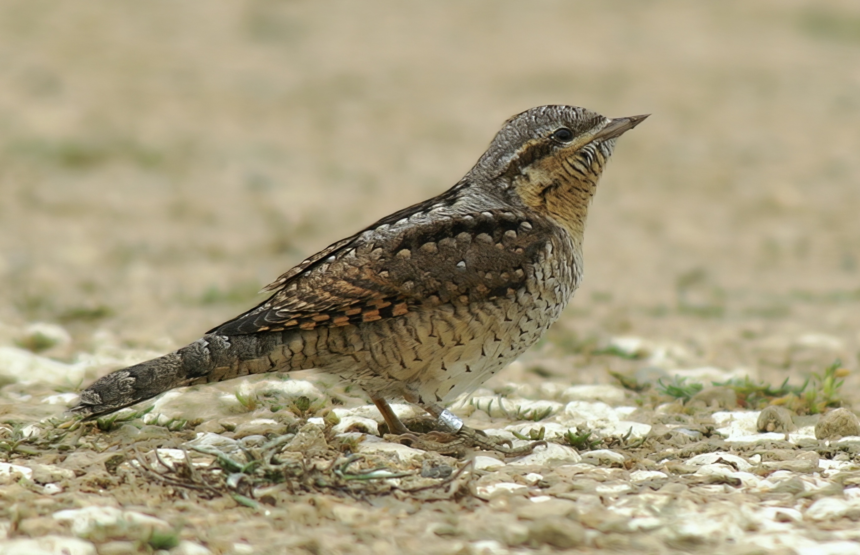 Wryneck 040705 GibPoint NeilSmith topaz enhance