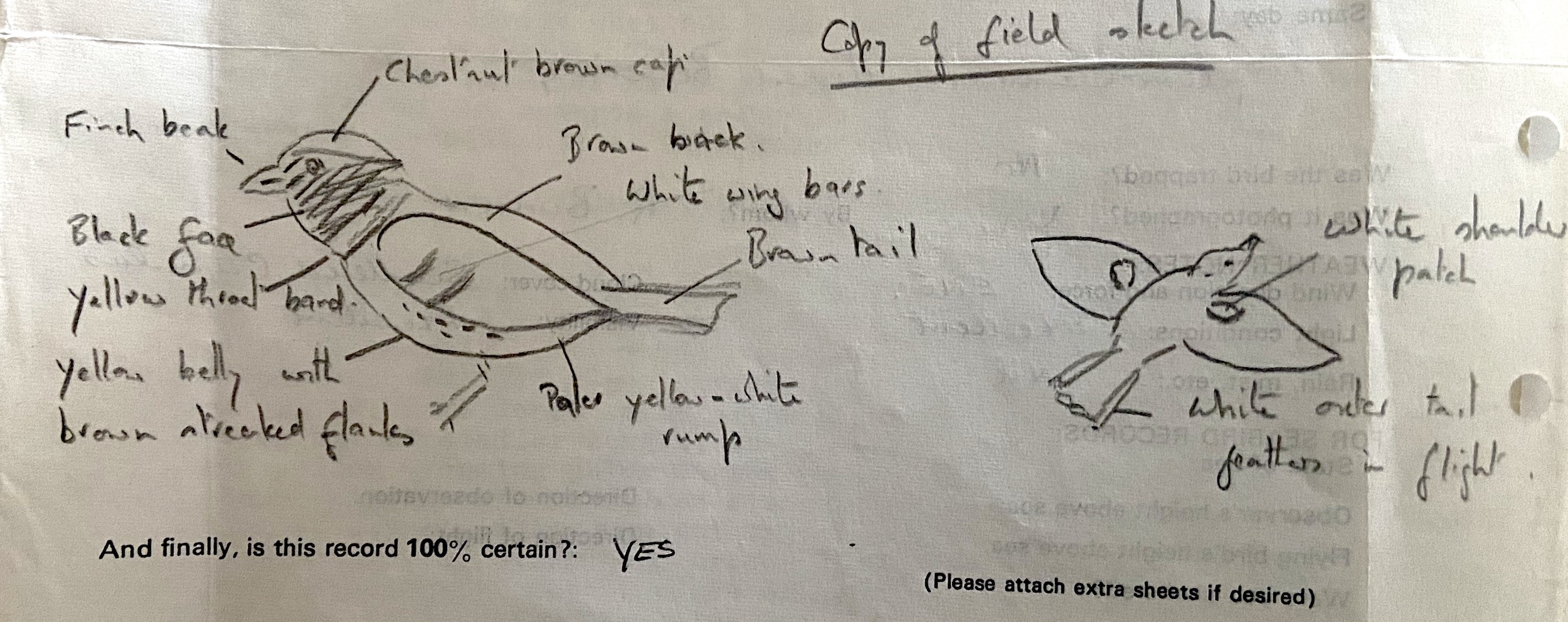 YellowBreastedBunting 150577 GPBO RBunten