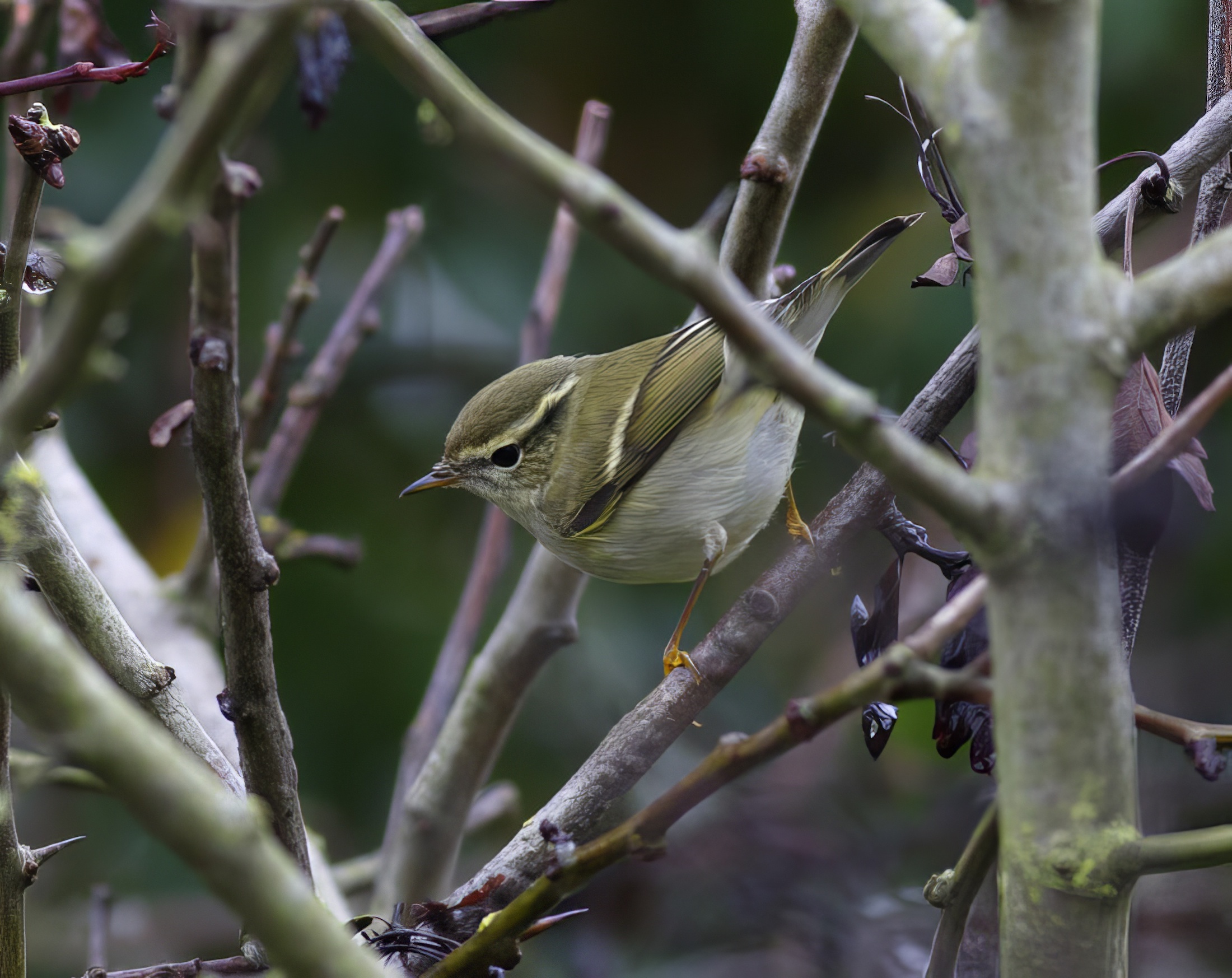 YellowBrowedWarbler 061015 LincsCoast GPCatley topaz enhance