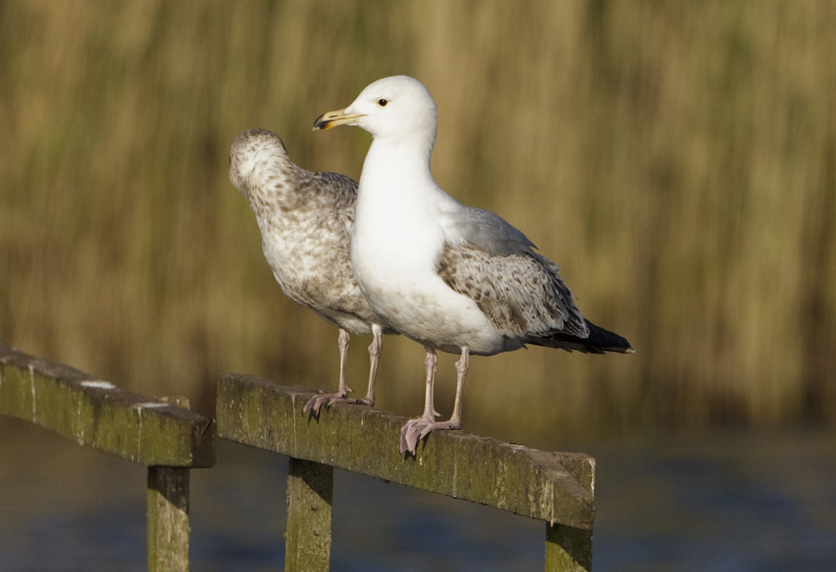 YellowLeggedGull1 150510 Barton GPCatley