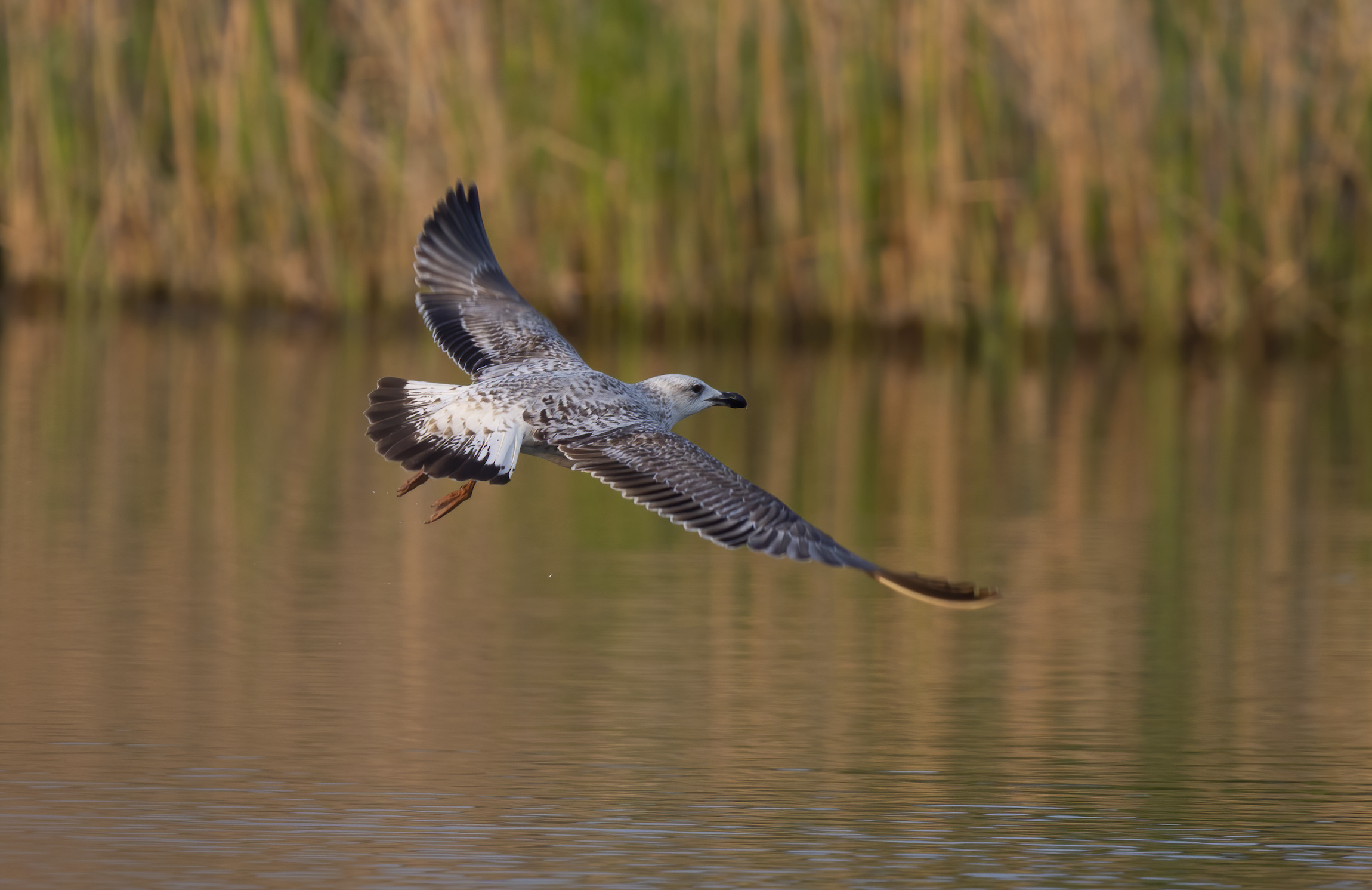 YellowLeggedGull 2CY 170411 BartonGP Catley