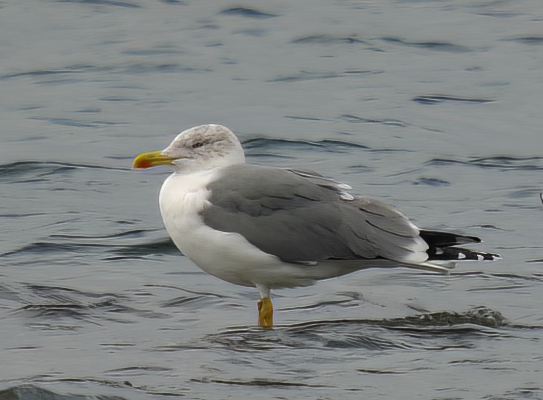 YellowLeggedGull Ad 221109 WhisbyNP RHayes topaz denoise enhance
