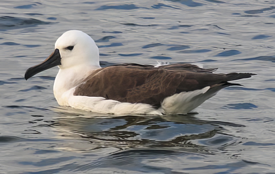 YellowNosedAlbatross1 030707 Manton PCondon topaz enhance
