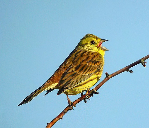 Yellowhammer 120314 GibPoint PaulNeale SharpenAI Softness