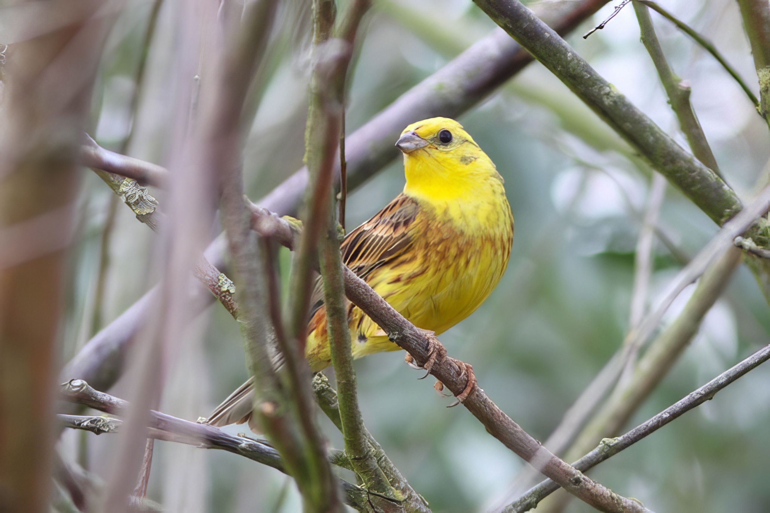 Yellowhammer 120718 EastKeal PaulHyde topaz enhance