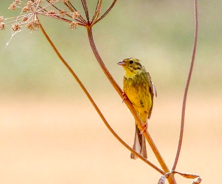 Yellowhammer 200718 EastKeal PaulHyde