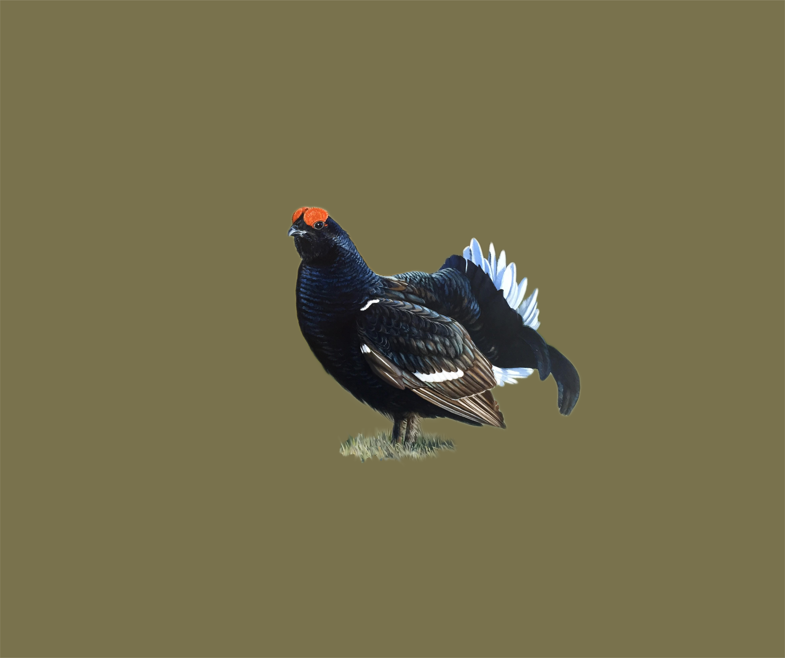 black grouse