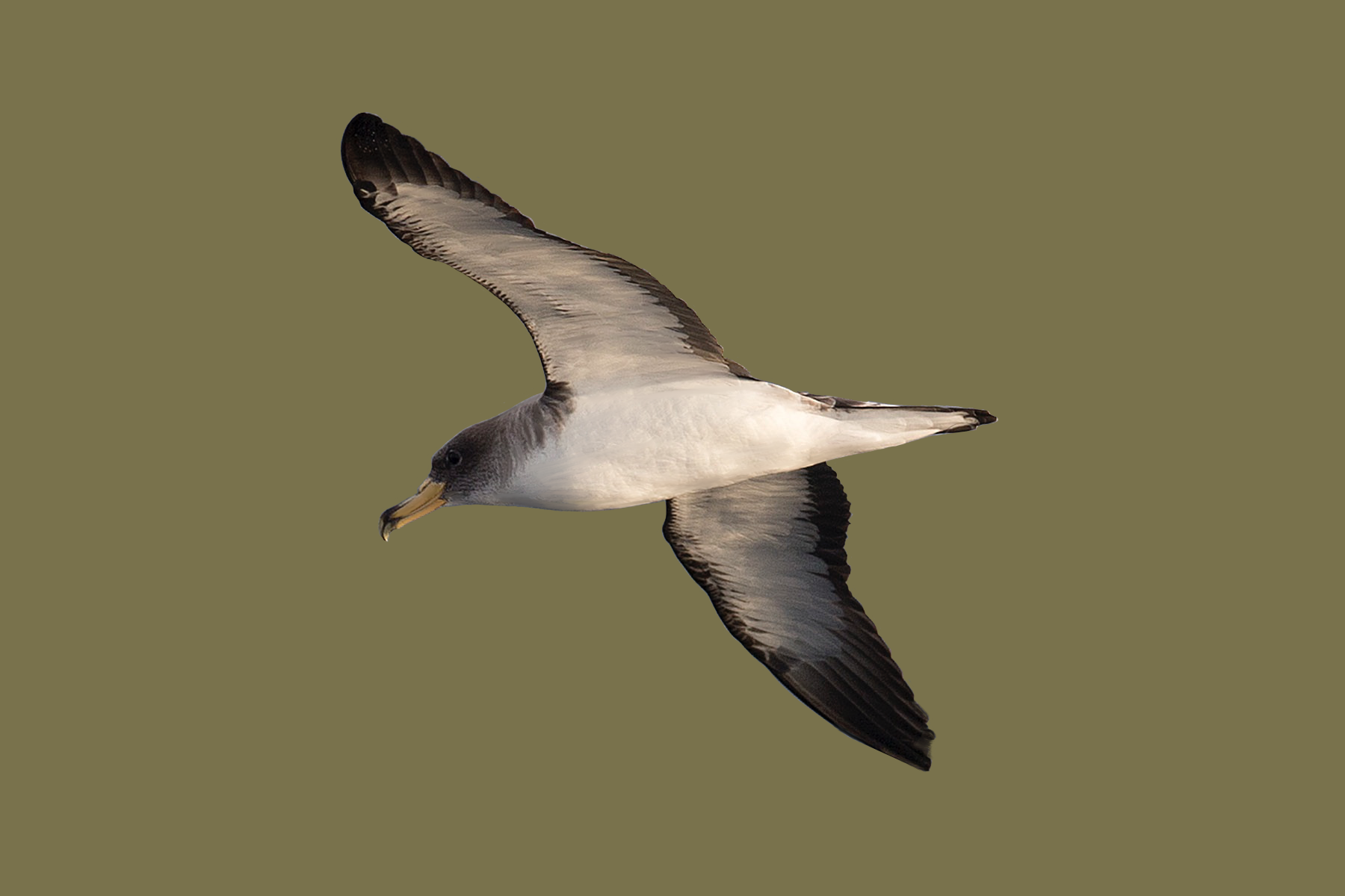 corys shearwater