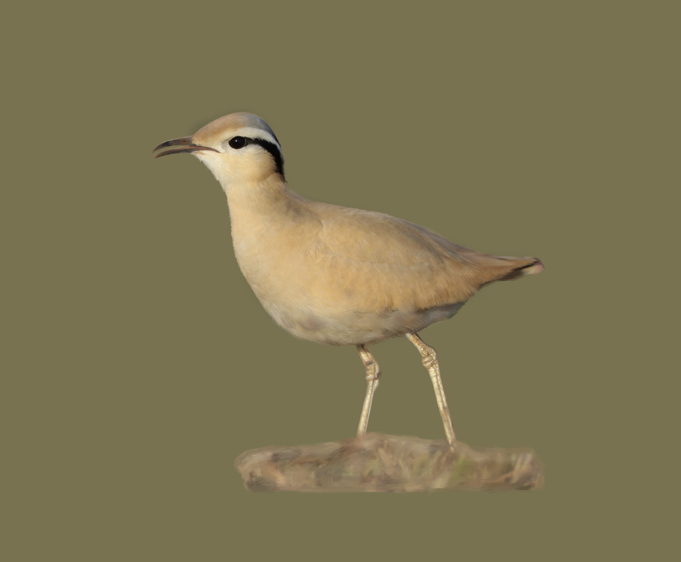 cream coloured courser