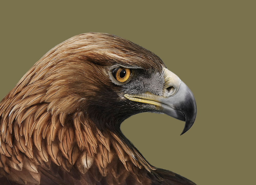 golden eagle