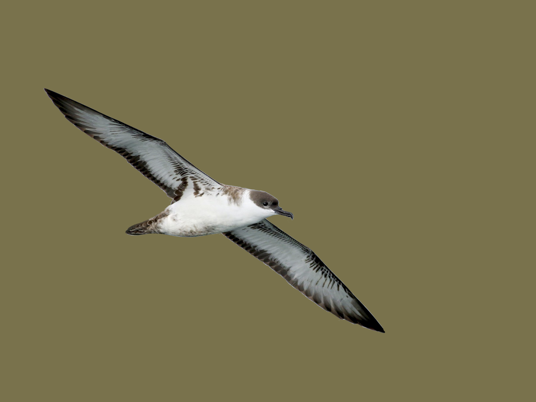 great shearwater