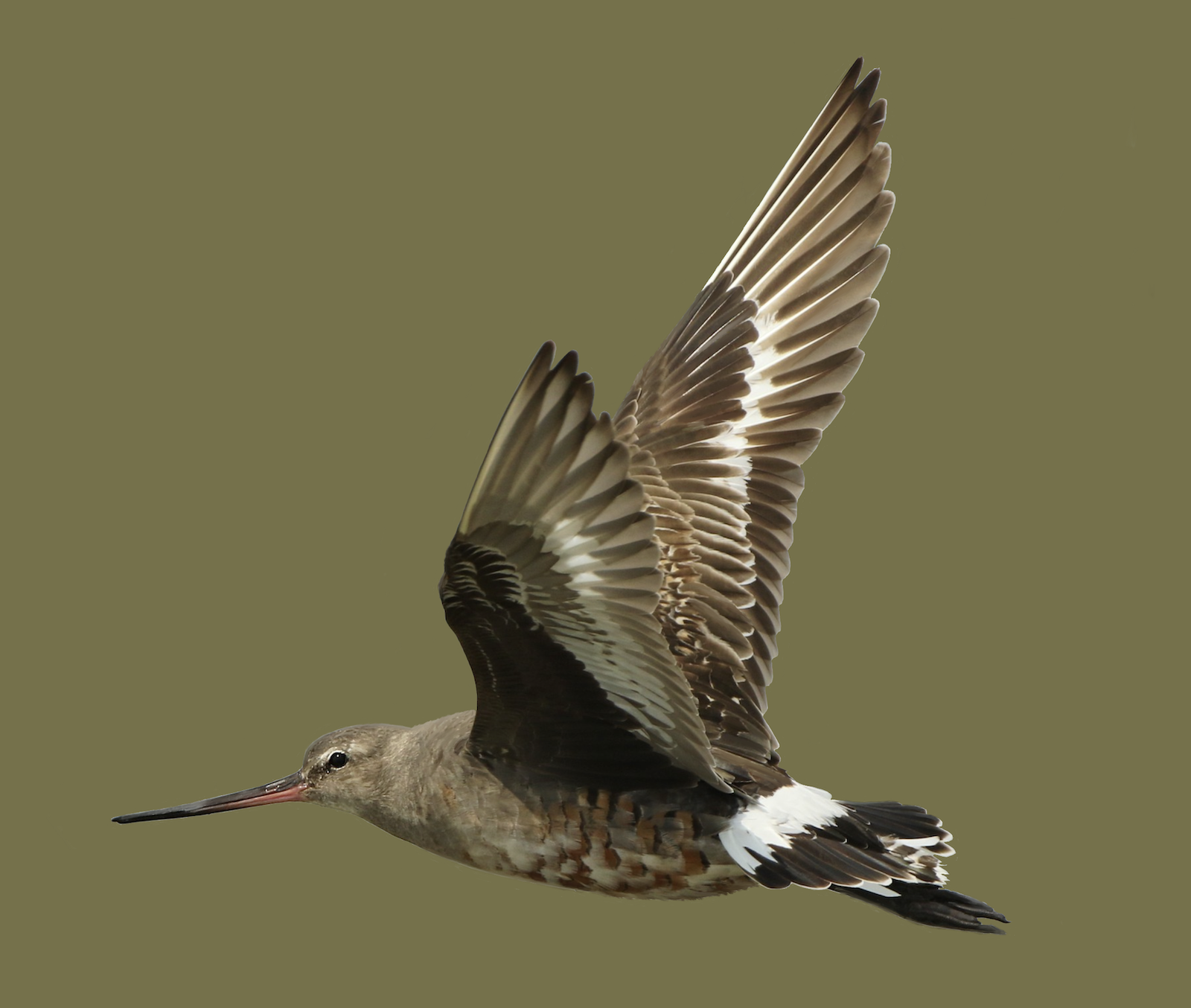 hudsonian godwit