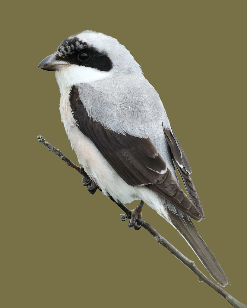 lesser grey shrike2