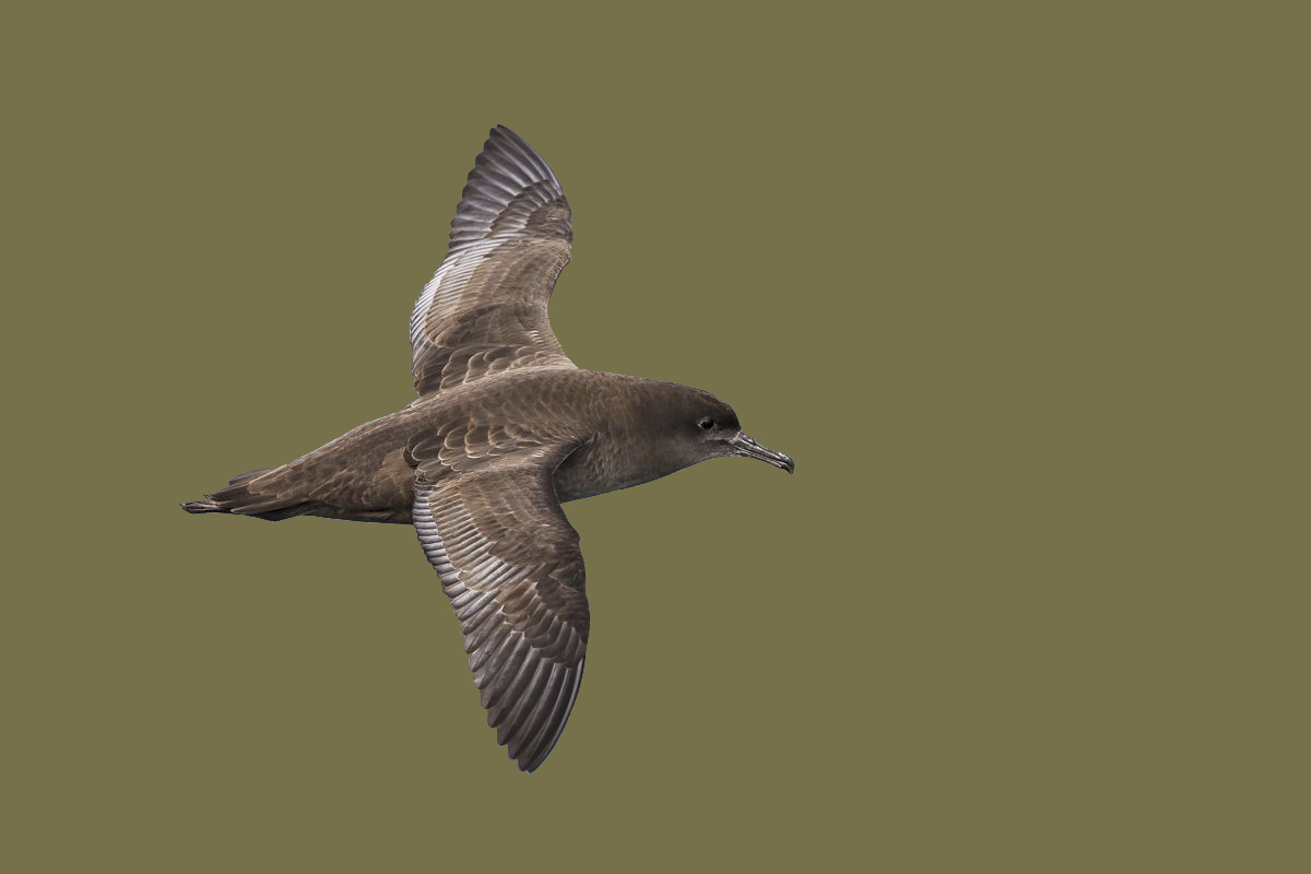 sooty shearwater