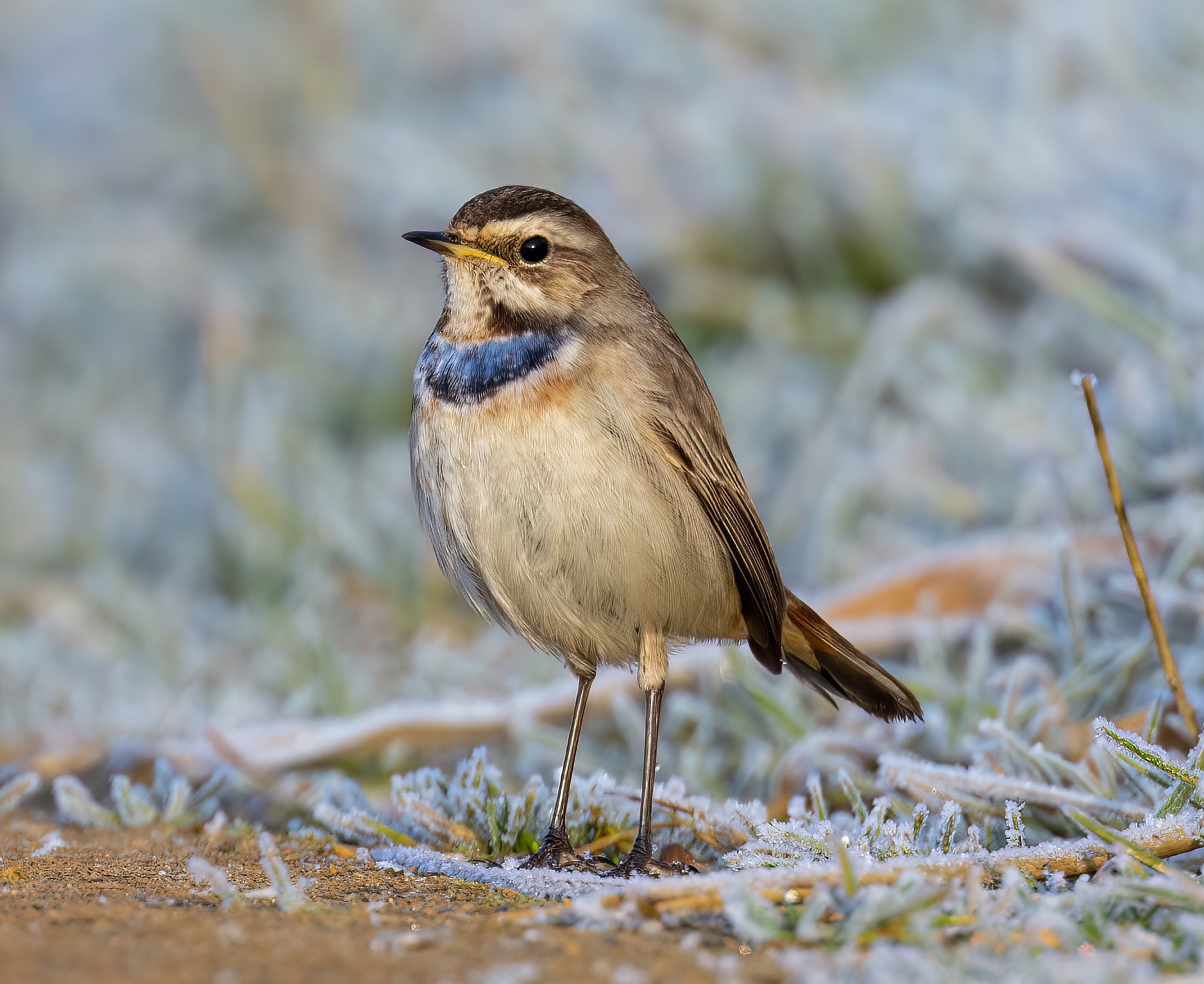 Bluethroat ImmMale WillowtreeFen Feb2017 GPCatley topaz denoise