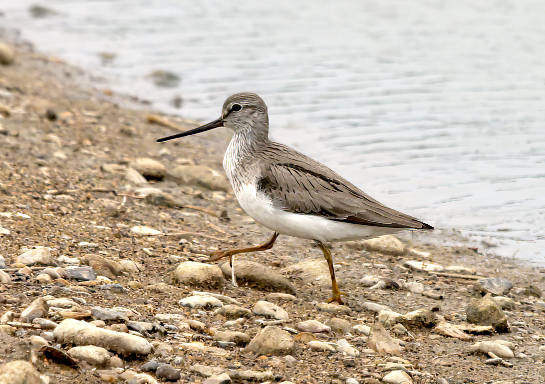 Terek sandpiper 170609GibPoint NSmith SharpenAI Motion