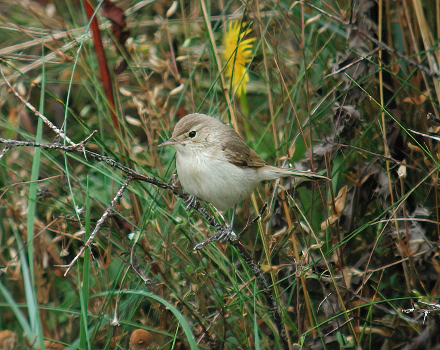 BootedWarbler3 060903 DonnaNook GPCatley SharpenAI Motion