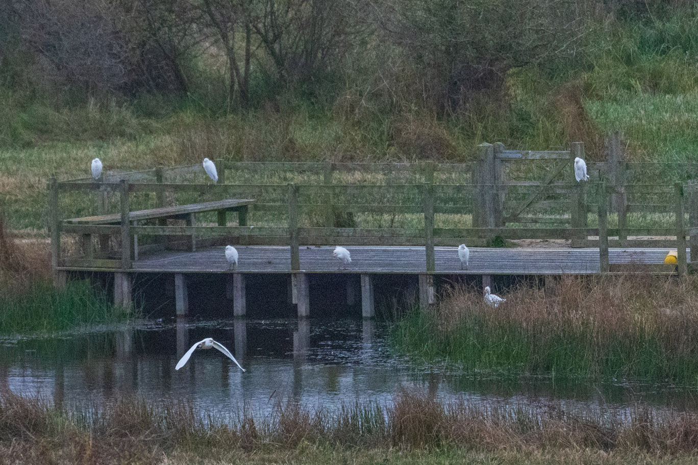 Cattle Egret08 11 24 0778