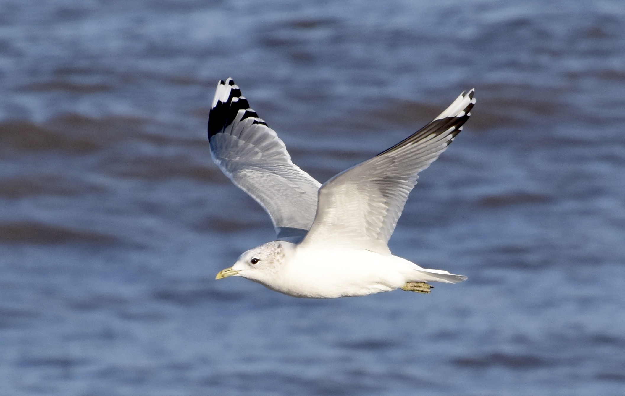 CommonGull2 250219 Huttoft JanetParker