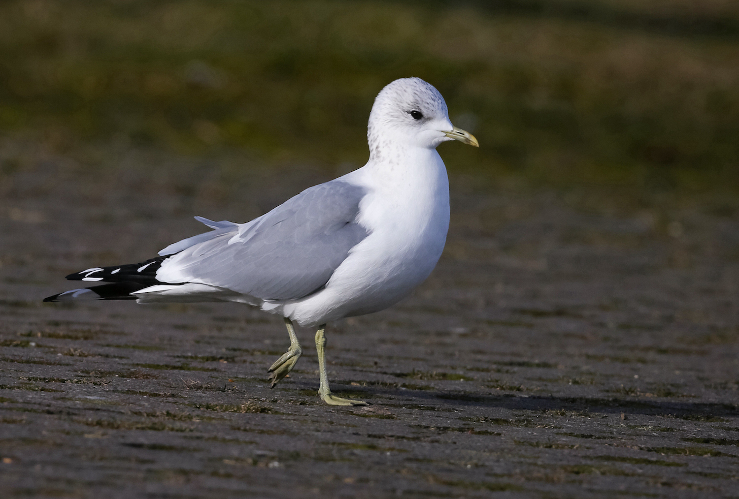 CommonGull Mablethorpe 020215 JRC