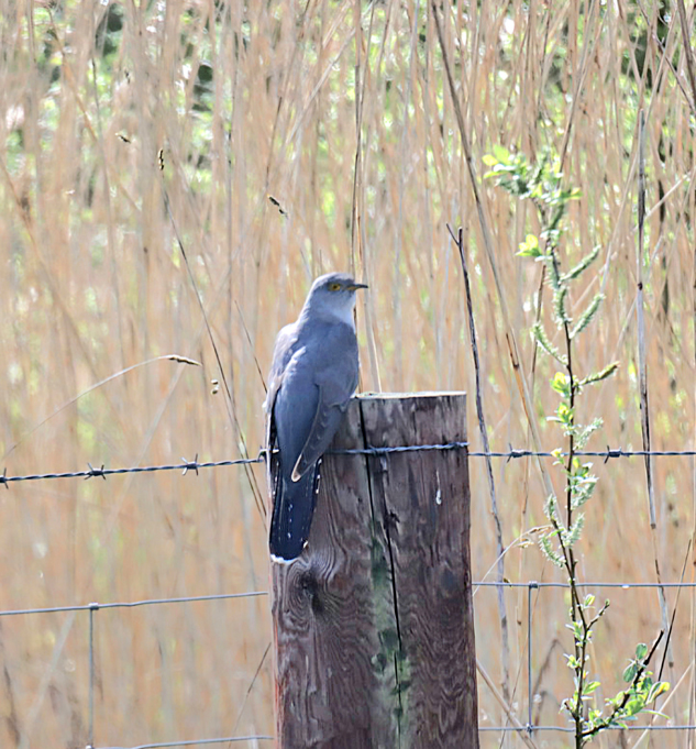 CuckooIMG_802824_2.jpg