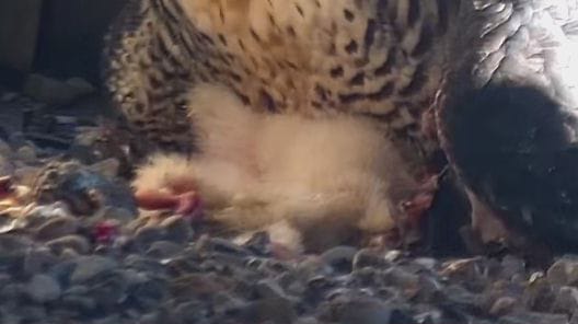 Dead chick