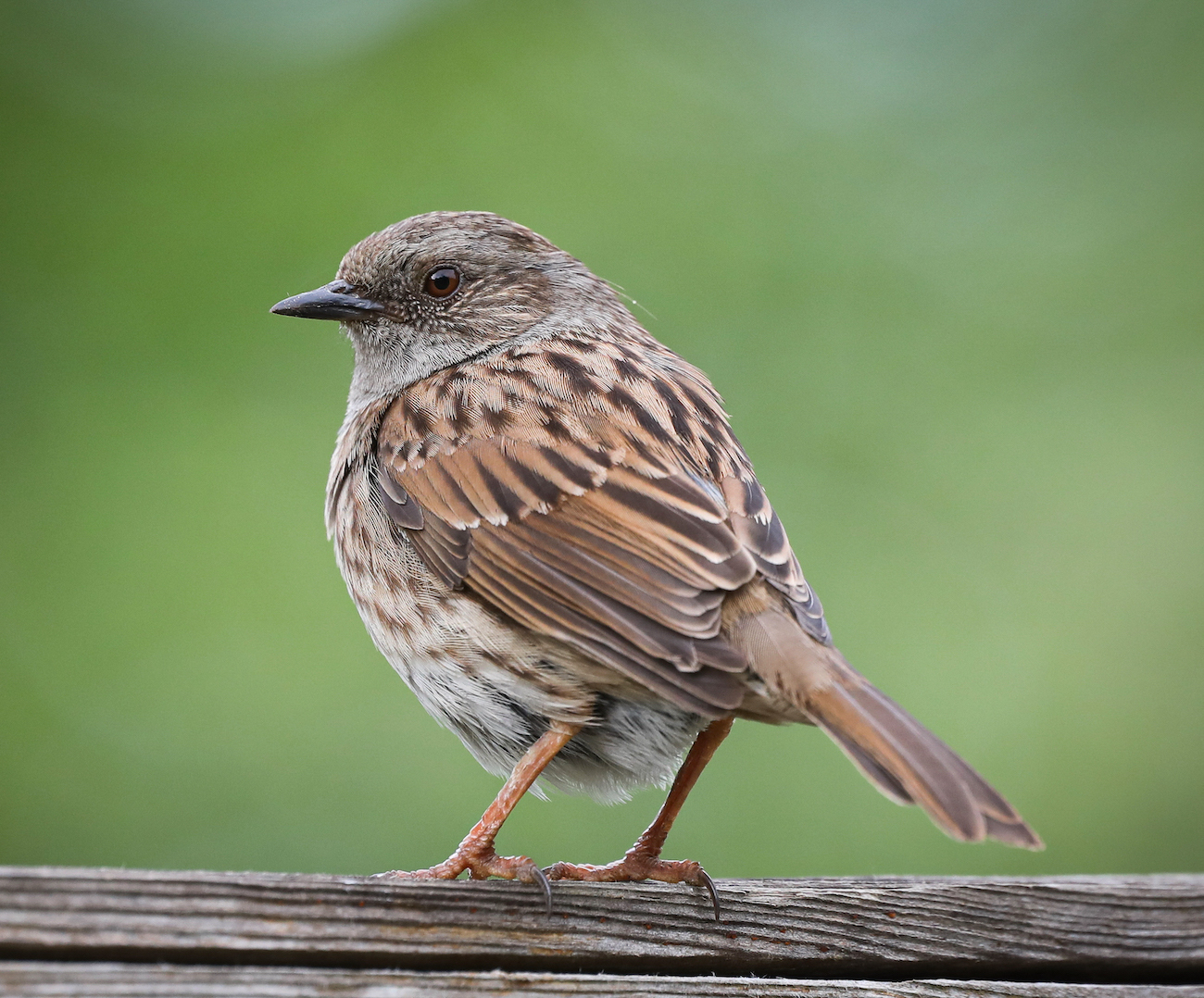 Dunnock 010619 Louth JRClarkson