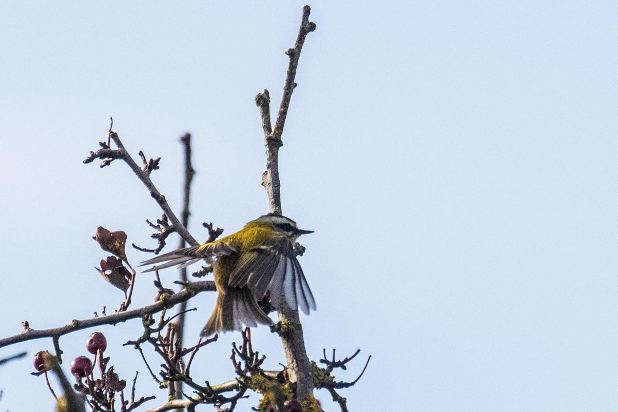 Firecrest17 10 24 0376