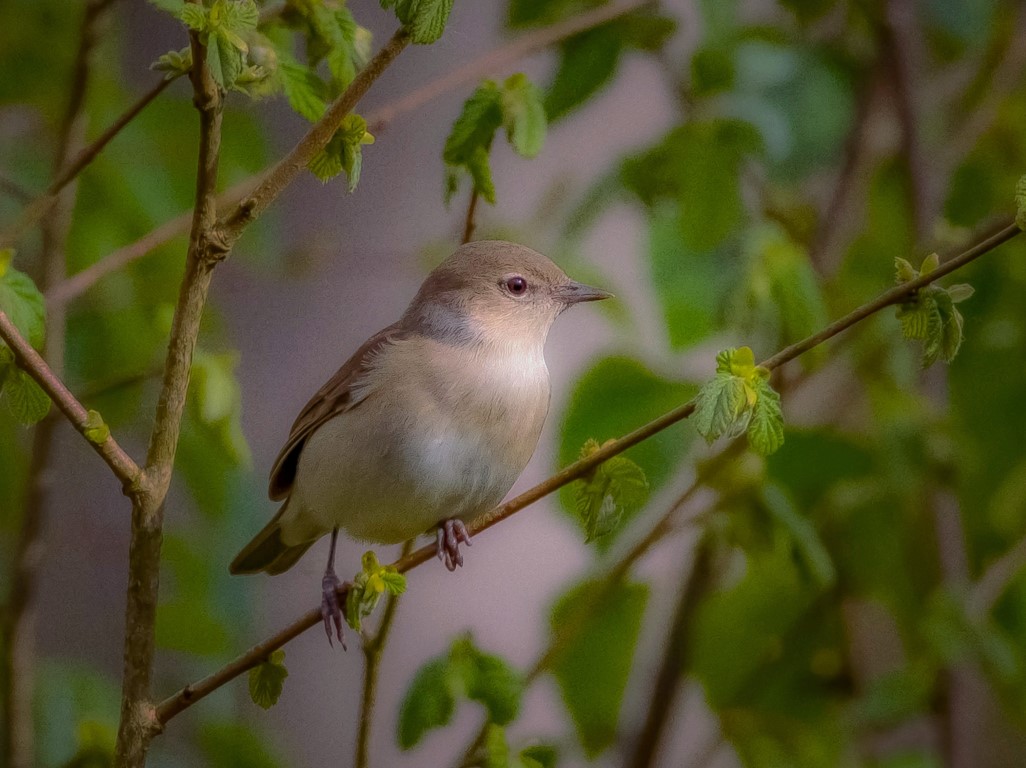 GARDEN_WARBLER_Potterhanworth_wood_270426_stuart_Mackman_Medium.jpg