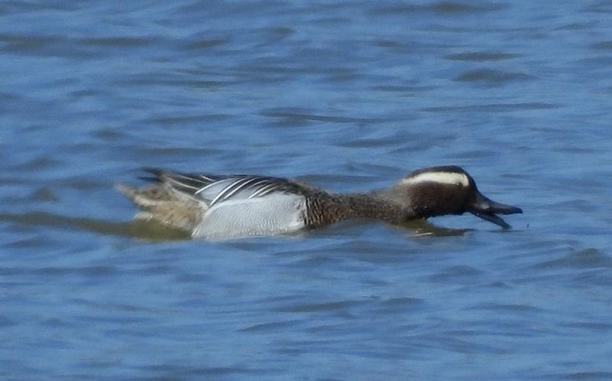 Garganey_RL.jpg