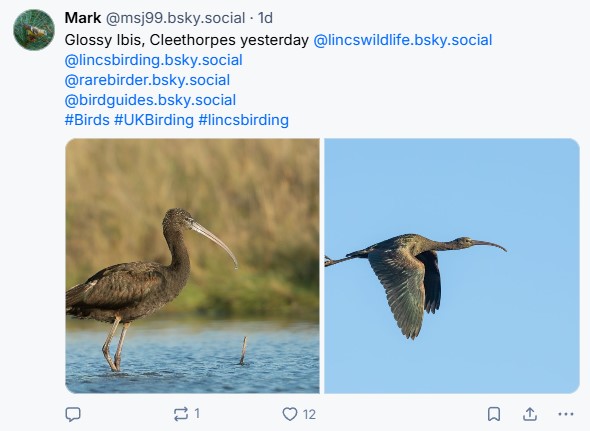 Glossy_Ibis_MJ.jpg