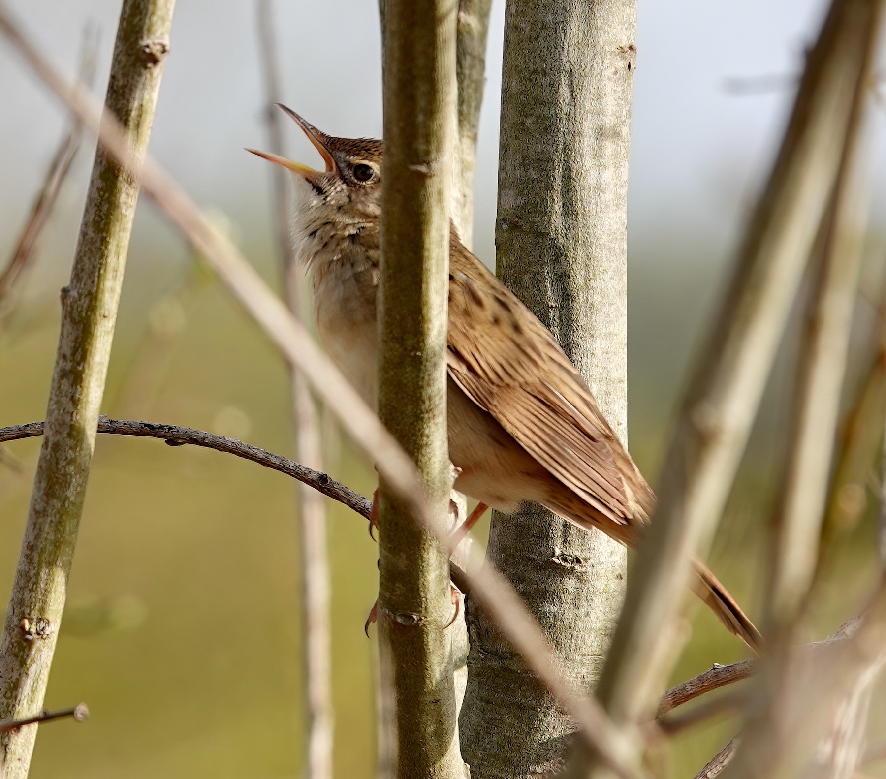 GrasshopperWarbler2 250421 Rimac PAHyde 1 topaz denoise