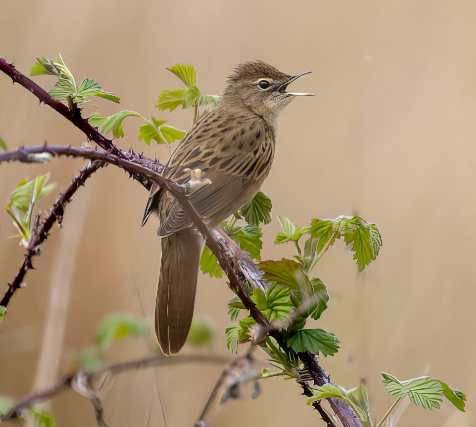 GrasshopperWarbler 190422 BartonPits GPCatley topaz enhance