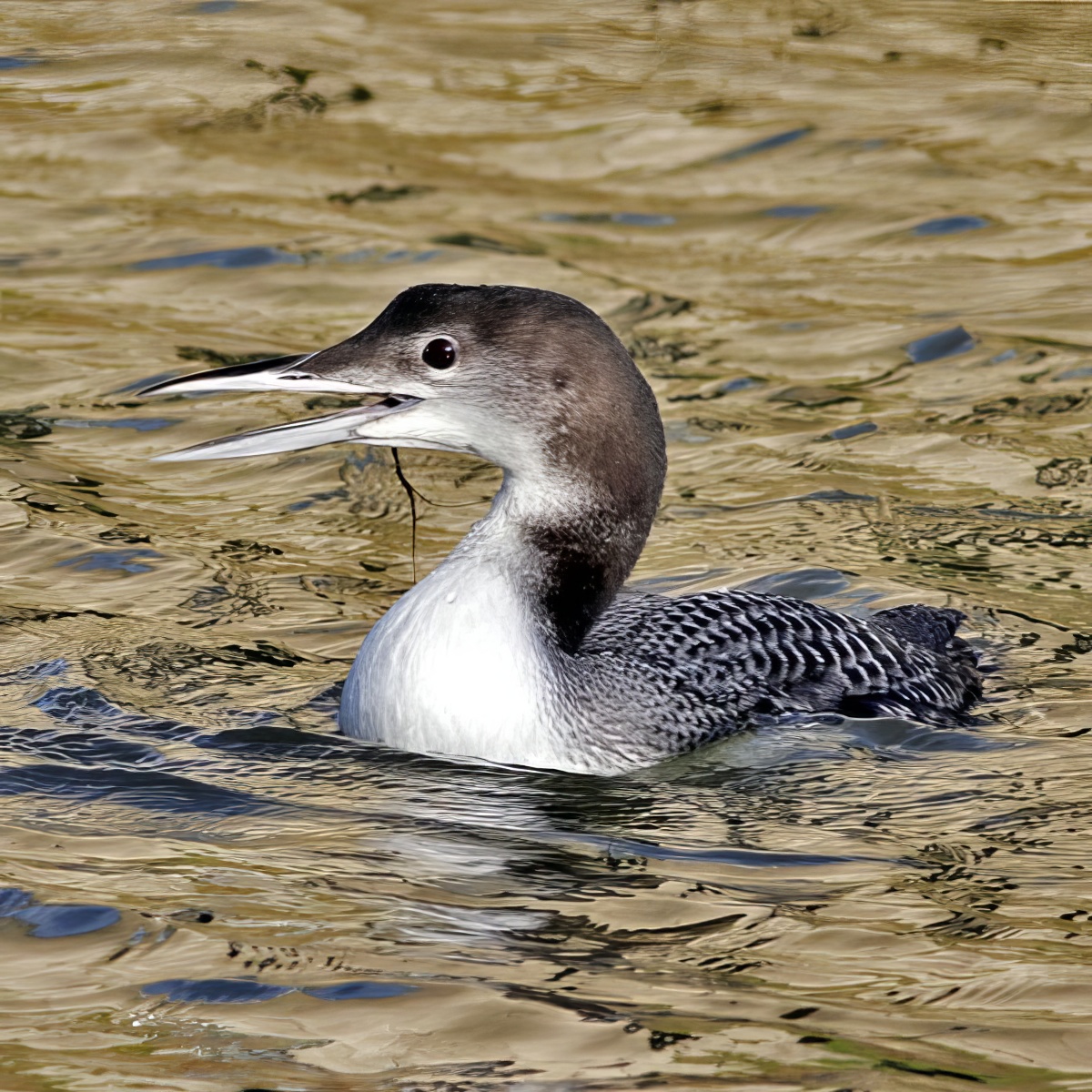 GreatNorthernDiver_300115_Bardney_RHayes-topaz-enhance.jpeg