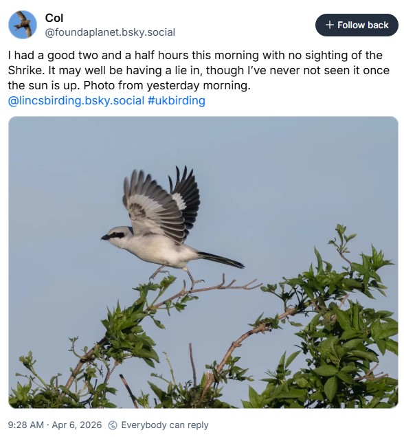 Great_grey_shrike.jpg