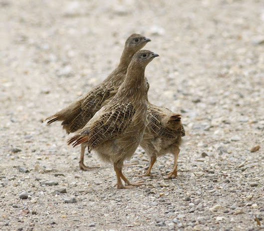 GreyPartridgeChicks 110815 NLincs GPCatley