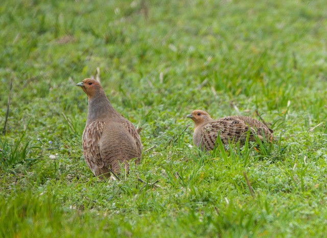 GreyPartridge 180220 Stenigot PhilHyde