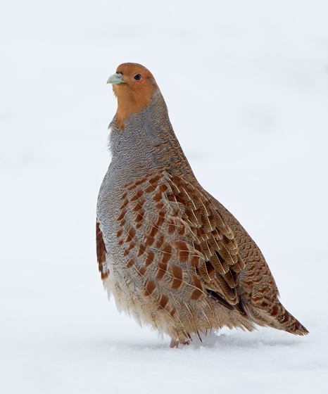 GreyPartridge 190113 KelseyMoor RTelfer