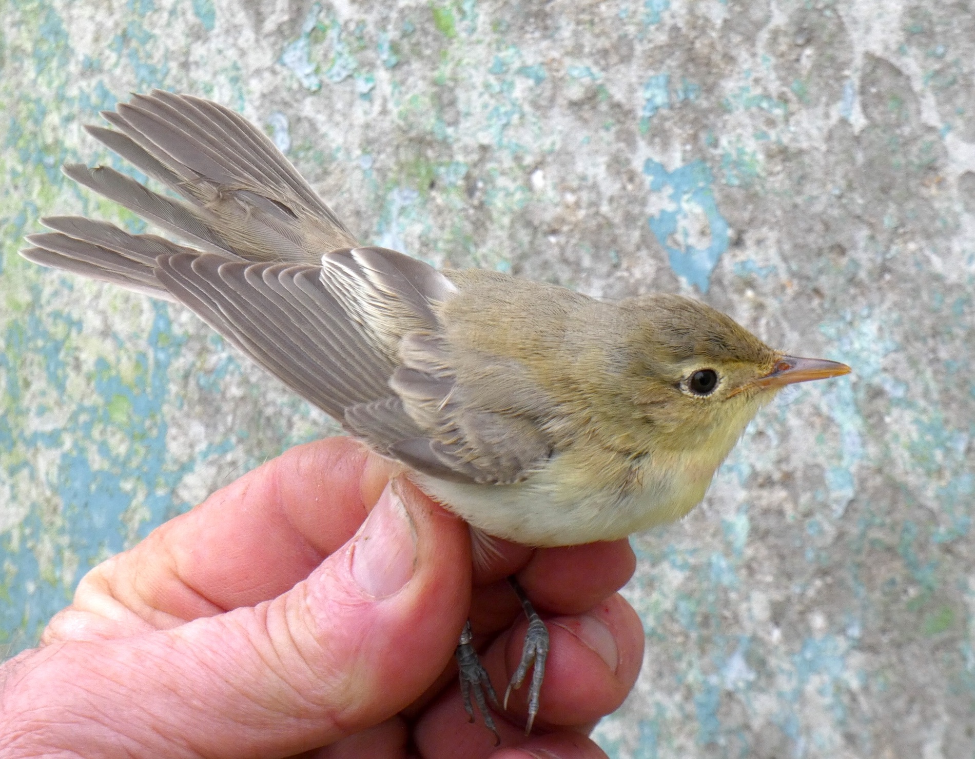 Icterine Warbler 130919 GibPoint GGregory topaz sharpen